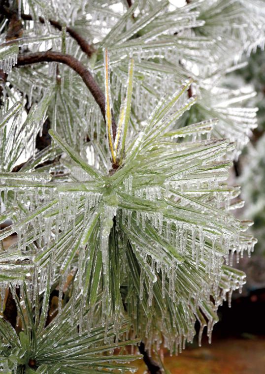 ice on pine